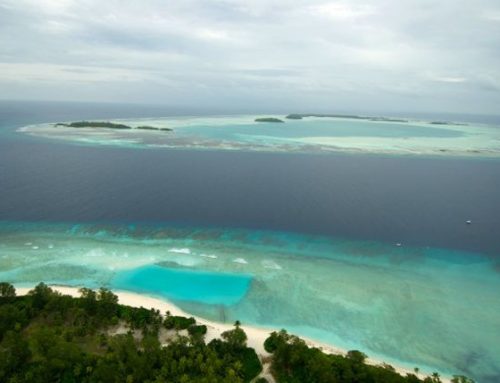 Rats gone: Tenfold increase in wedge-tailed shearwaters on 2 Seychelles' islands 